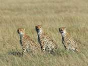 Cheetahs, Chada, Katavi